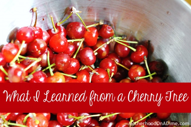 What I Learned from a Cherry Tree