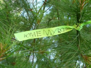 the thankful tree 5