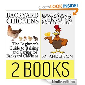 backyard chickens