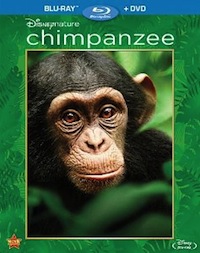 Chimpanzee