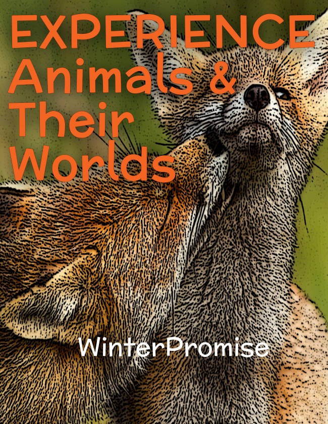 Animal_Worlds_EXPERIENCE_Sample_Cover