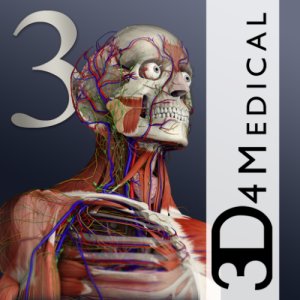 Anatomy