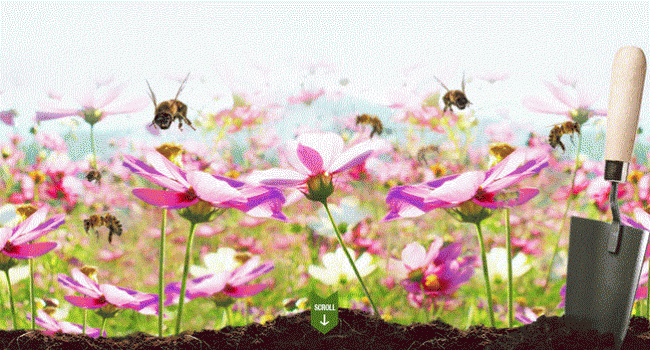 Feed a Bee