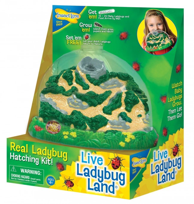 Live Ladybug Land